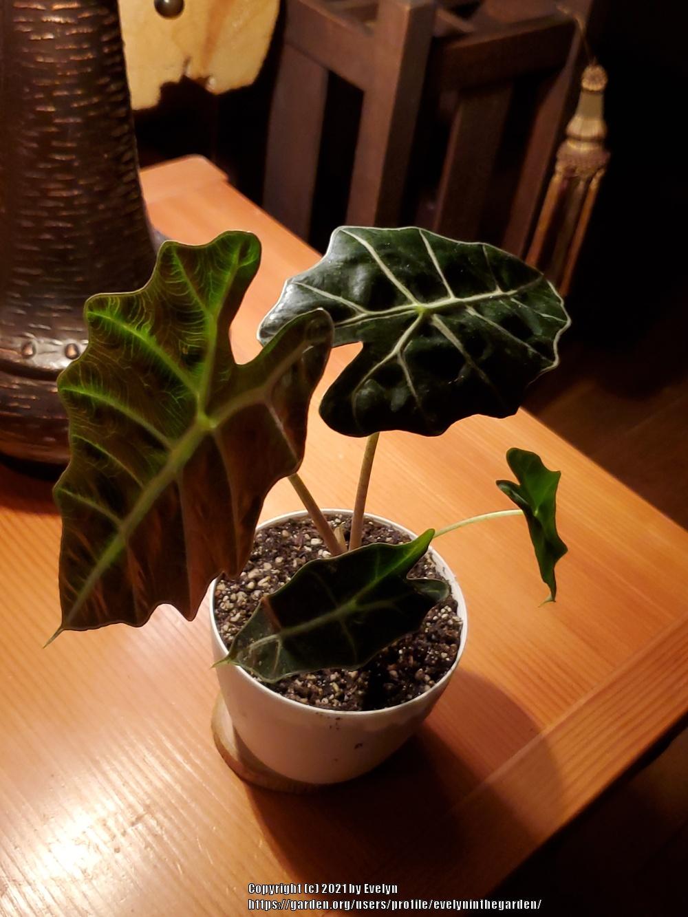 Photo of African Mask (Alocasia 'Polly') uploaded by evelyninthegarden