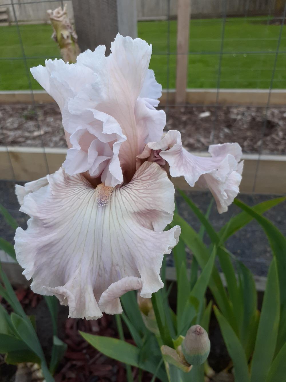 Photo of Tall Bearded Iris (Iris 'Friendly Advice') uploaded by PaulaHocking