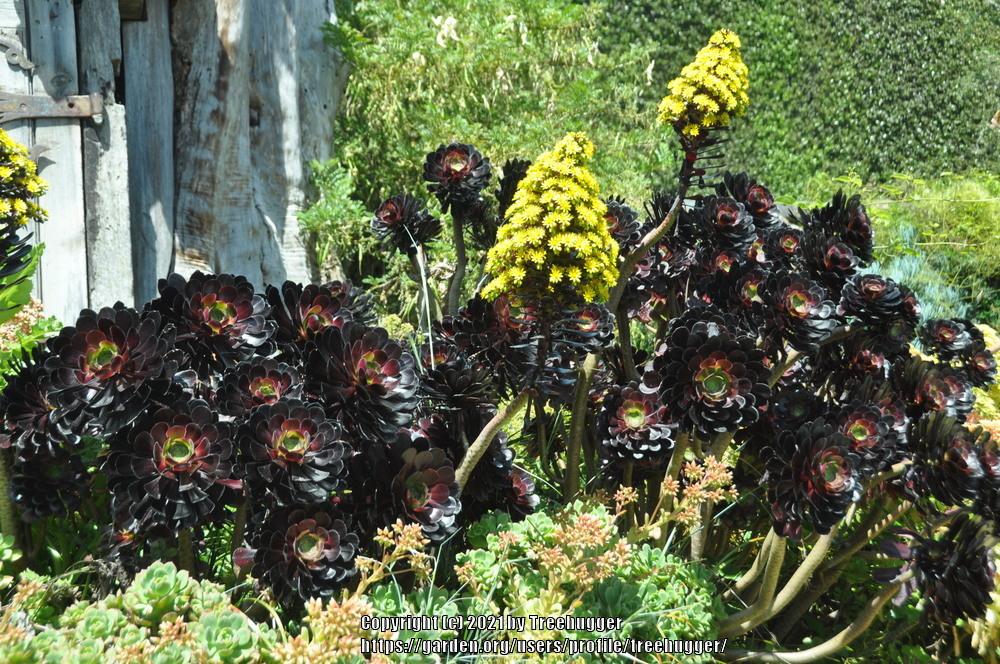 Photo of Black Rose (Aeonium arboreum 'Zwartkop') uploaded by treehugger
