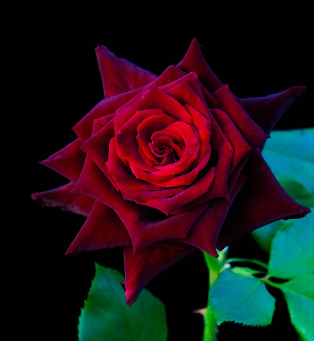 Photo of Rose (Rosa 'Black Baccara') uploaded by AnnKNCalif