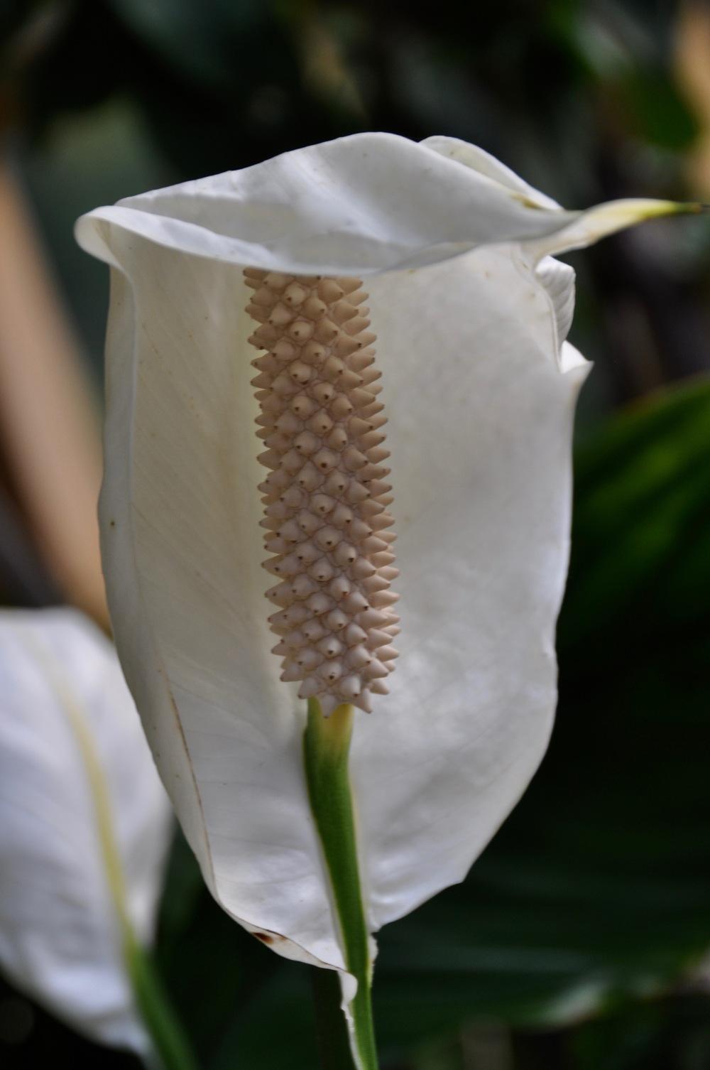 Photo of Peace Lilies (Spathiphyllum) uploaded by Fleur569