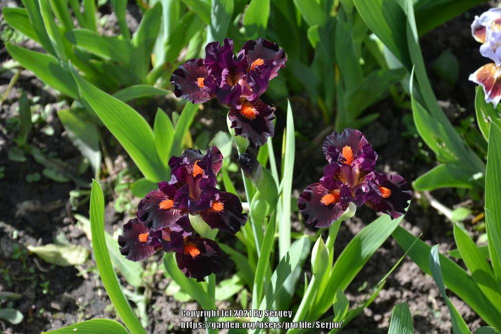 Photo of Standard Dwarf Bearded Iris (Iris 'Matador's Cape') uploaded by Serjio