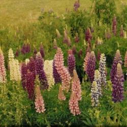 Location: Nova Scotia  Canada
Date: 1995  June  
Lupinus polyphyllus     growing wild in the meadow