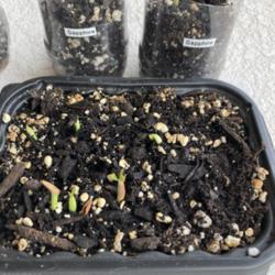 Location: Tampa, Florida
Date: 2021-11-28
Sapphire seedling, 8 out of 12 but some seeds are still getting r