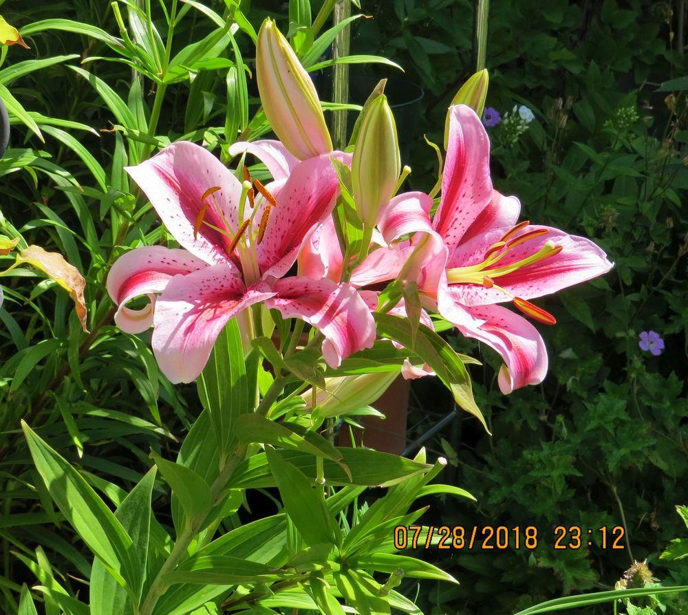 Photo of Lily (Lilium 'Raspberry Ribbons') uploaded by Joy