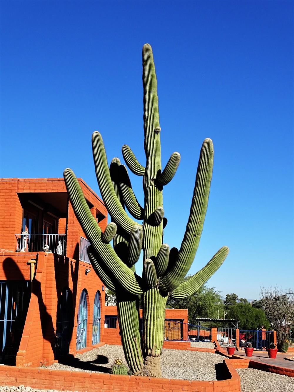 Photo of Saguaro (Carnegiea gigantea) uploaded by lasertrimguy