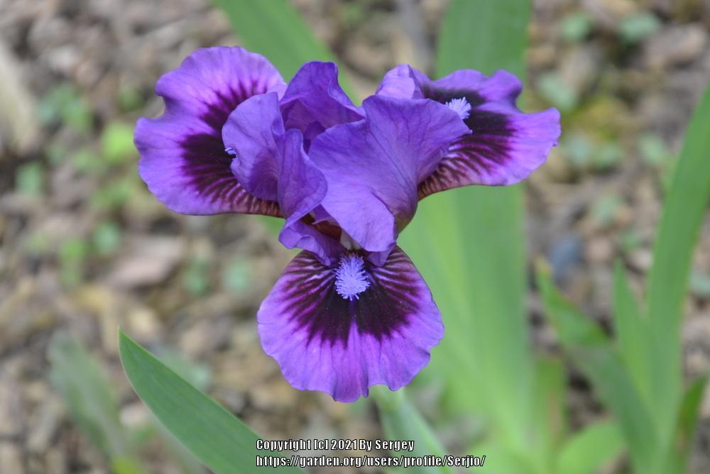 Photo of Standard Dwarf Bearded Iris (Iris 'Replicator') uploaded by Serjio