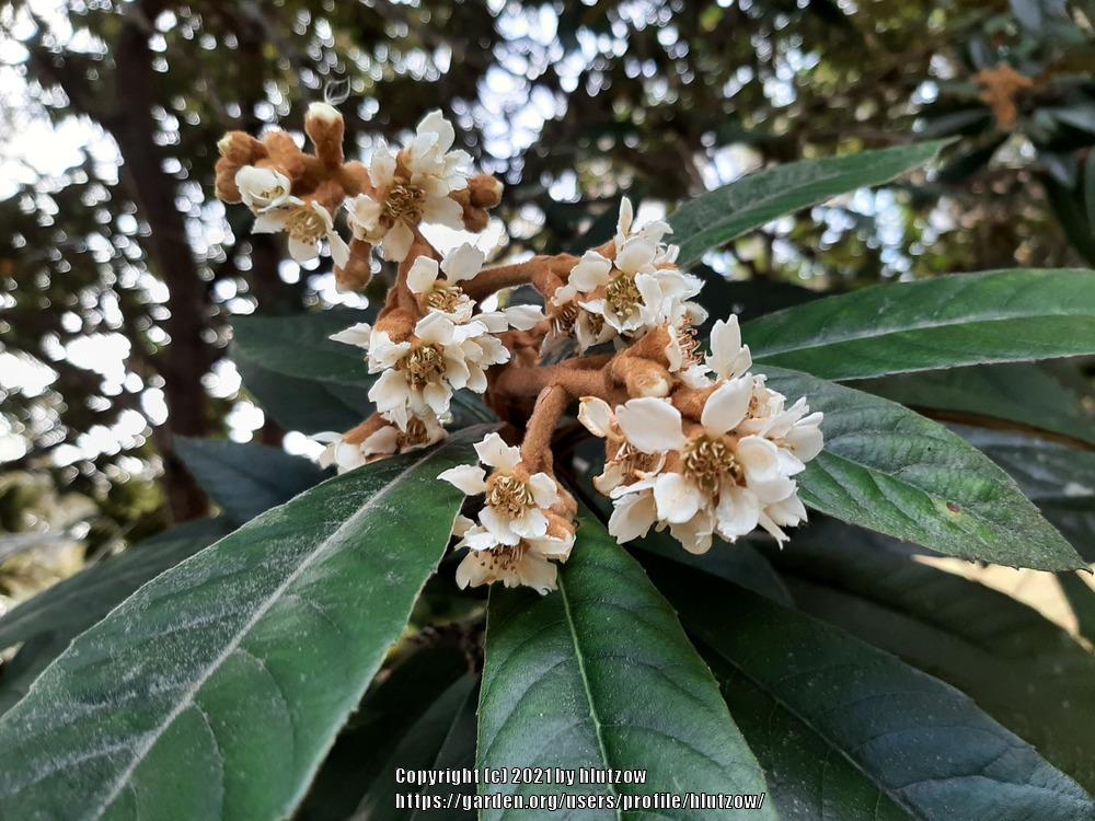 Photo of Loquat (Rhaphiolepis bibas) uploaded by hlutzow