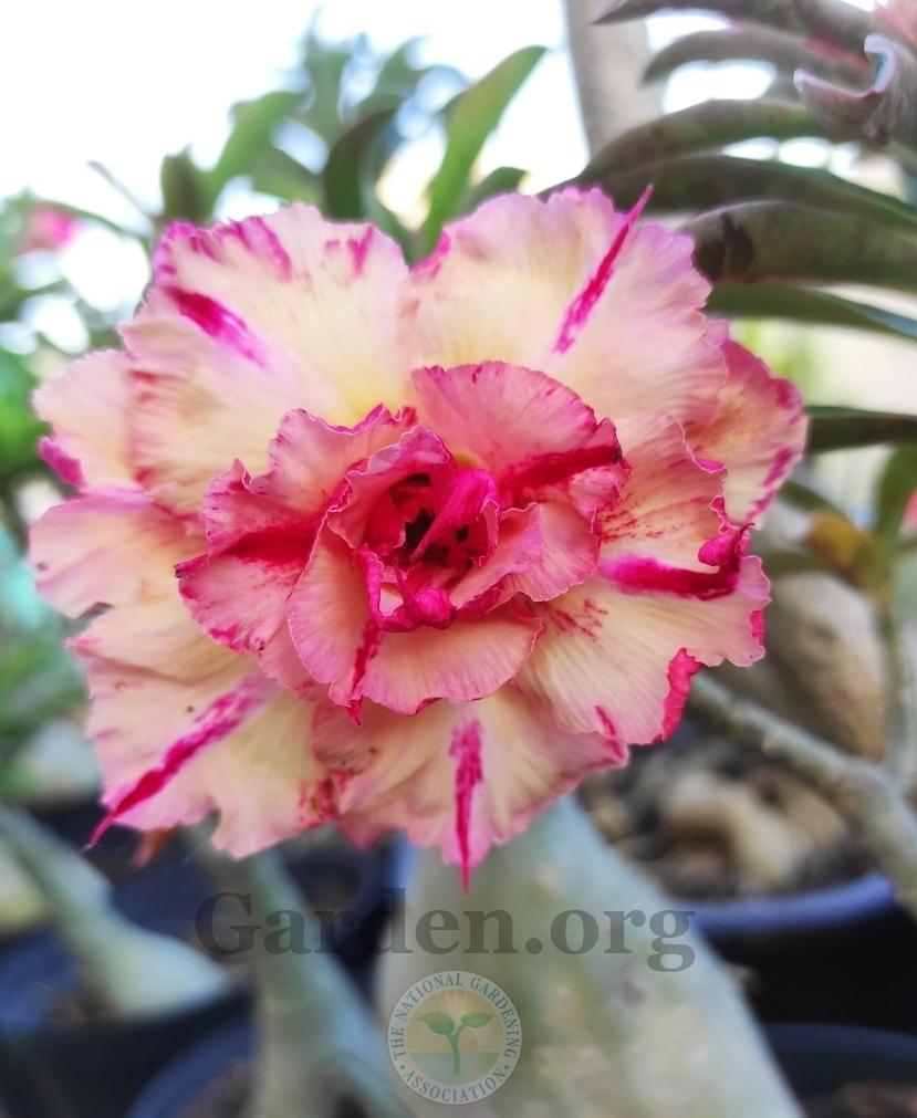 Photo of Desert Rose (Adenium obesum) uploaded by Kaktus