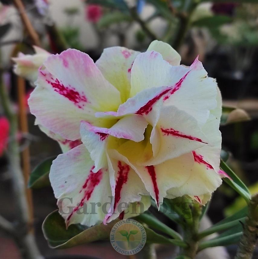 Photo of Desert Rose (Adenium obesum) uploaded by Kaktus
