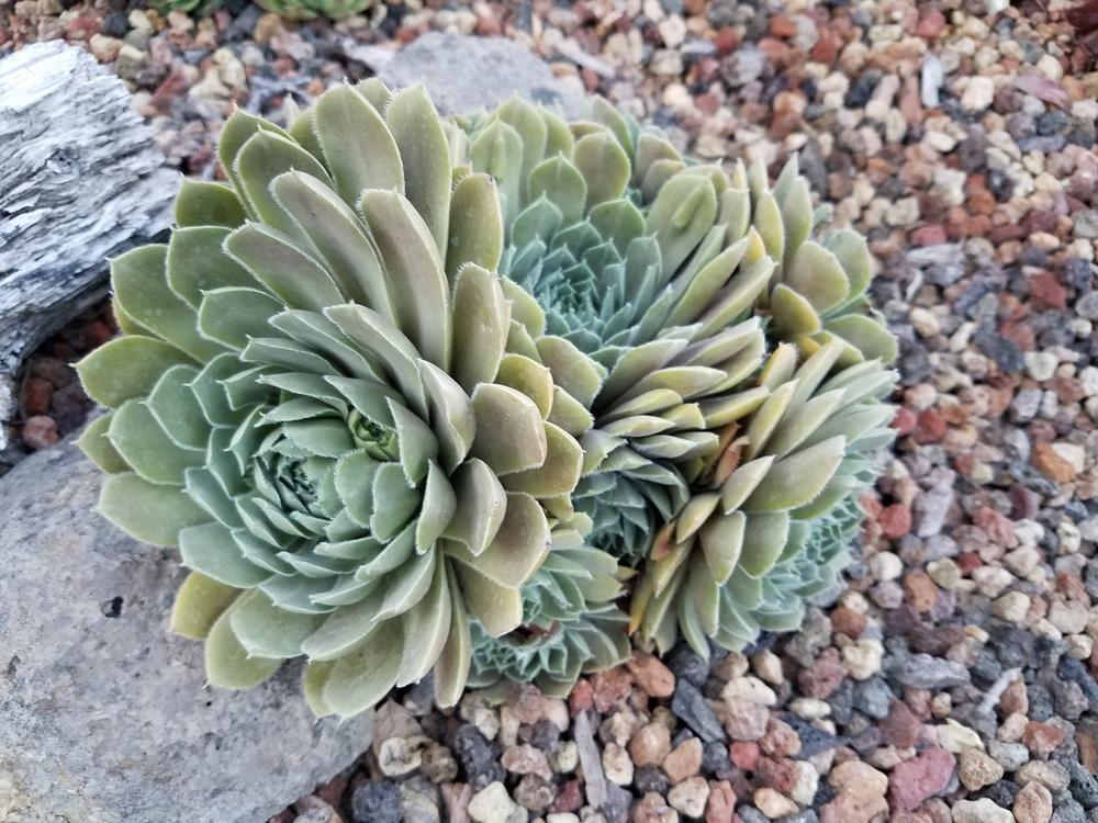 Photo of Hen and Chicks (Sempervivum 'Lavender and Old Lace') uploaded by Alchemist