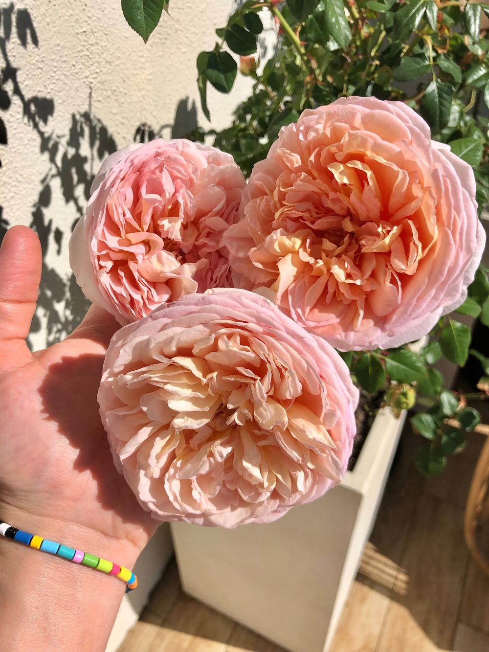 Photo of Rose (Rosa 'Abraham Darby') uploaded by BrendanCS