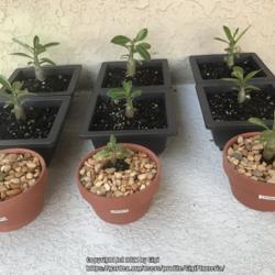 Location: Tampa, Florida
Date: 2021-12-04
Great Christmas gifts, Adenium seedlings in bonsai pots.