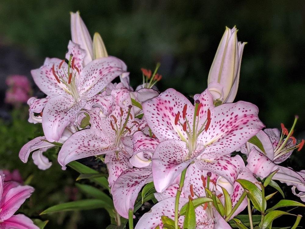 Photo of Lily (Lilium 'Solution') uploaded by Joy