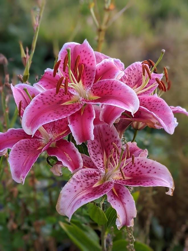 Photo of Oriental Lily (Lilium 'Star Gazer') uploaded by Joy