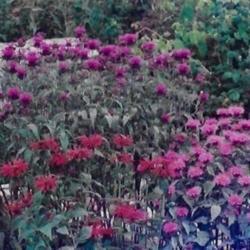 Location: Heathcote Ontario Canada
Date: 2002  August 
Monarda didyma'Cambridge Scarlet'   in the foreground with the ot