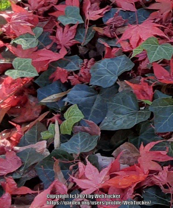 Photo of English Ivy (Hedera helix) uploaded by WebTucker