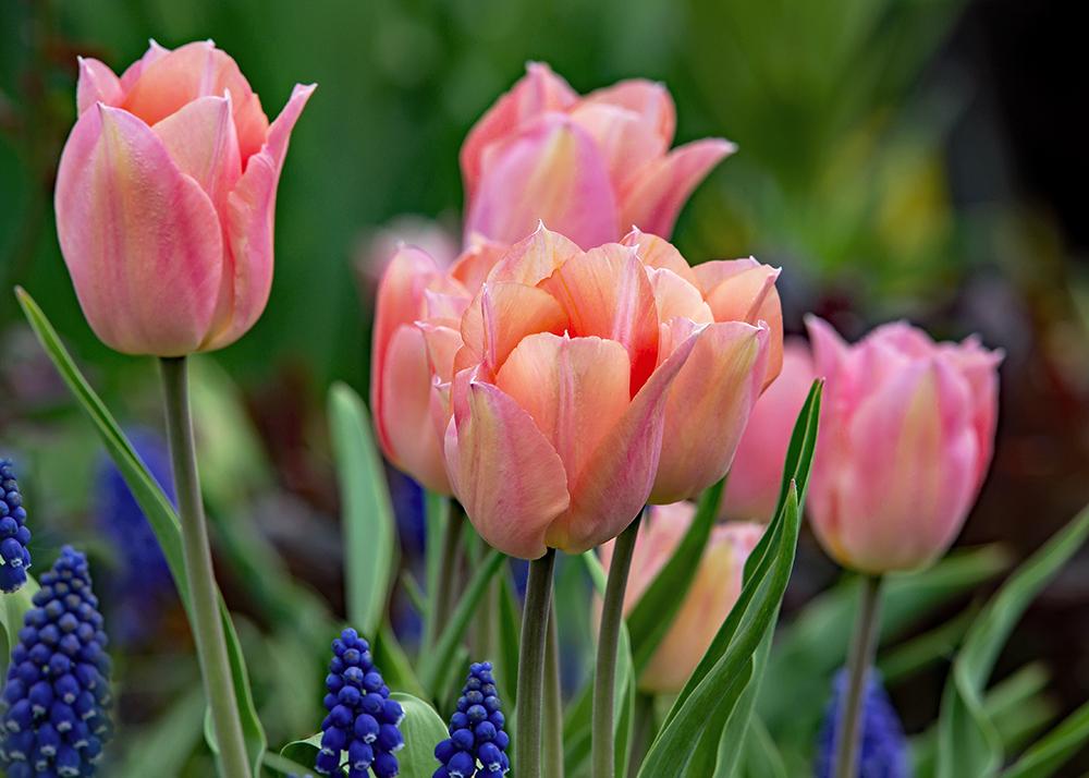 Photo of Single Early Tulip (Tulipa 'Apricot Beauty') uploaded by dirtdorphins