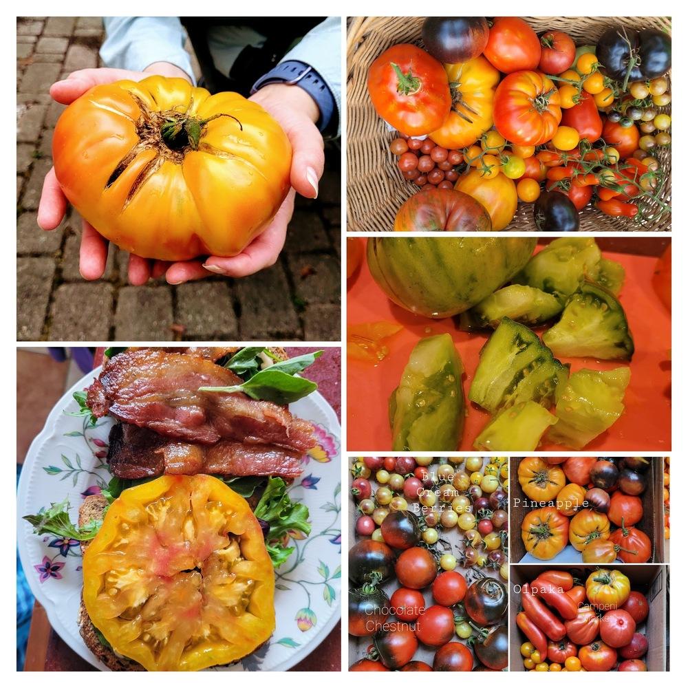 Photo of Tomatoes (Solanum lycopersicum) uploaded by dnrevel