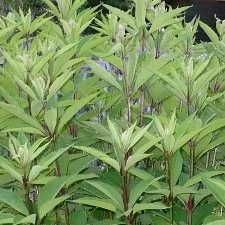 Photo of Joe Pye Weed (Eutrochium purpureum) uploaded by HemNorth
