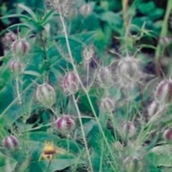 Location: Heathcote Ontario Canada
Date: 2002    summer
Nigella sativa	   seedpod
