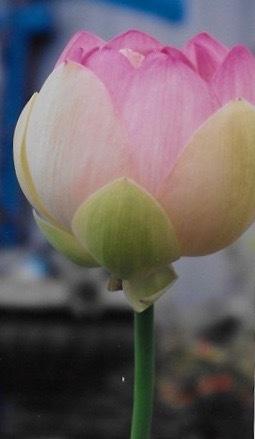 Photo of Sacred Lotus (Nelumbo nucifera) uploaded by Permastake