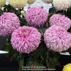 Location: Harrogate Flower Show, Yorkshire UK
Date: 2018-09-15