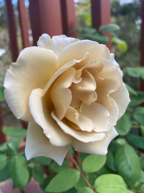 Photo of Rose (Rosa 'Butterscotch') uploaded by pmpauley