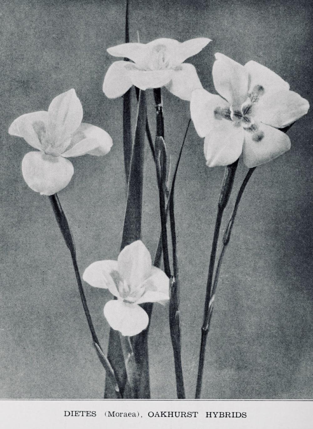 Photo of Dietes uploaded by scvirginia
