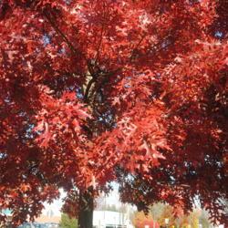 Location: Exton, Pennsylvania
Date: 2021-11-16
fall foliage