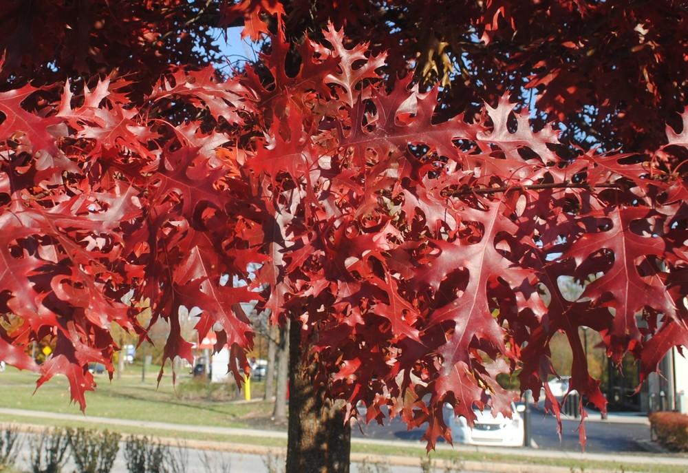Photo of Scarlet Oak (Quercus coccinea) uploaded by ILPARW