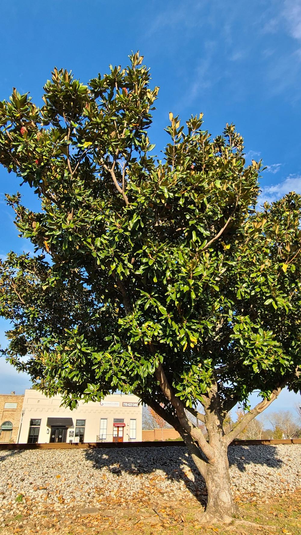 Photo of Southern Magnolia (Magnolia grandiflora) uploaded by LoriMT