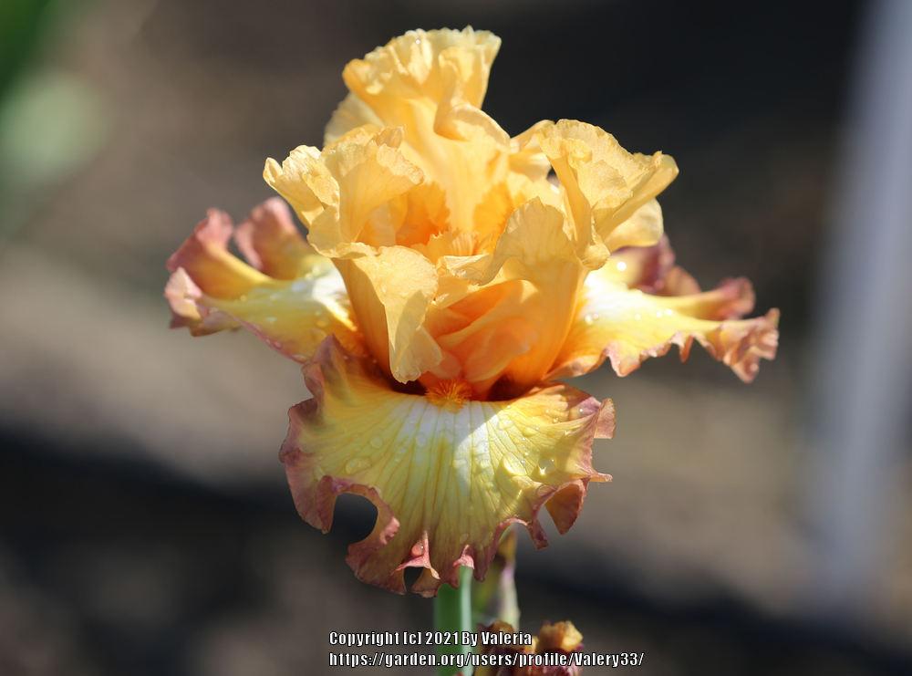Photo of Tall Bearded Iris (Iris 'Oil Painting') uploaded by Valery33