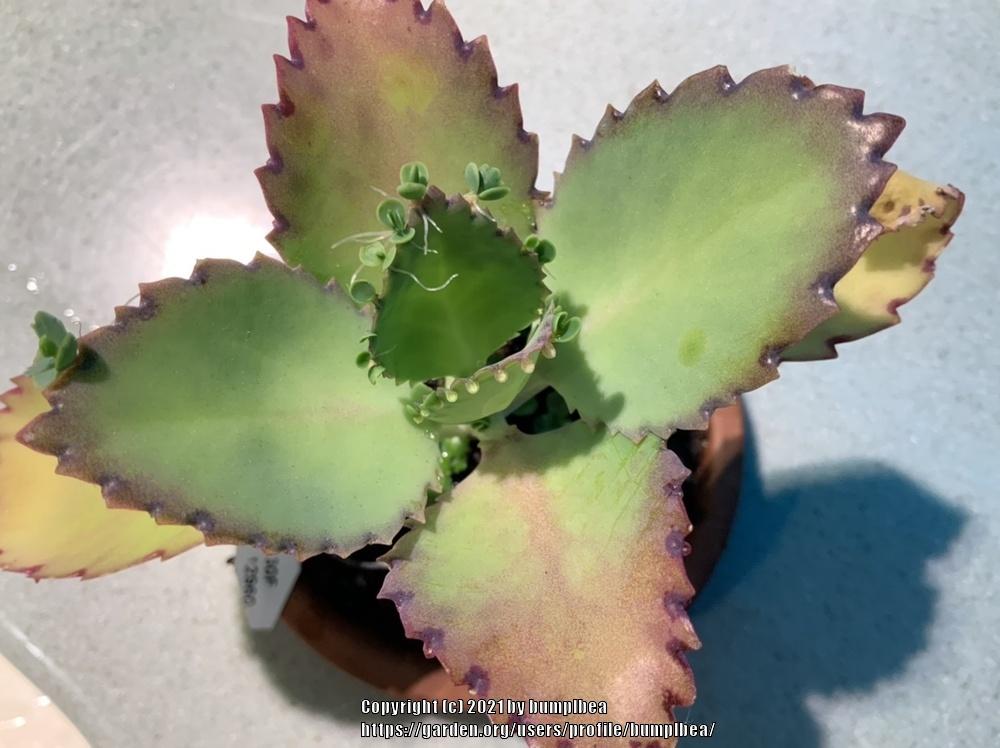 Photo of Mother of Millions (Kalanchoe laetivirens) uploaded by bumplbea