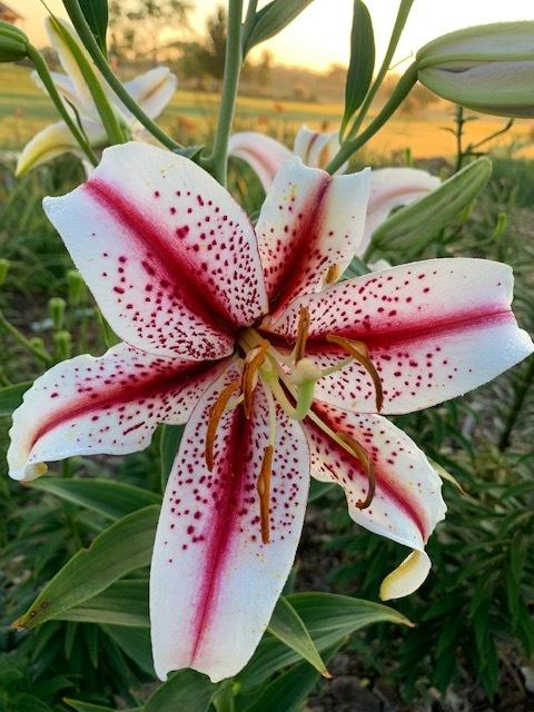 Photo of Oriental Lily (Lilium 'Dizzy') uploaded by jkporter