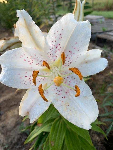 Photo of Oriental Lily (Lilium 'Muscadet') uploaded by jkporter
