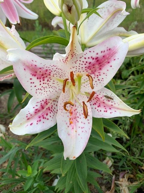 Photo of Lily (Lilium 'Solution') uploaded by jkporter