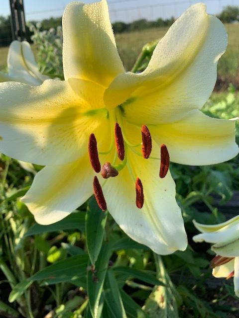 Photo of Lily (Lilium 'Conca d'Or') uploaded by jkporter
