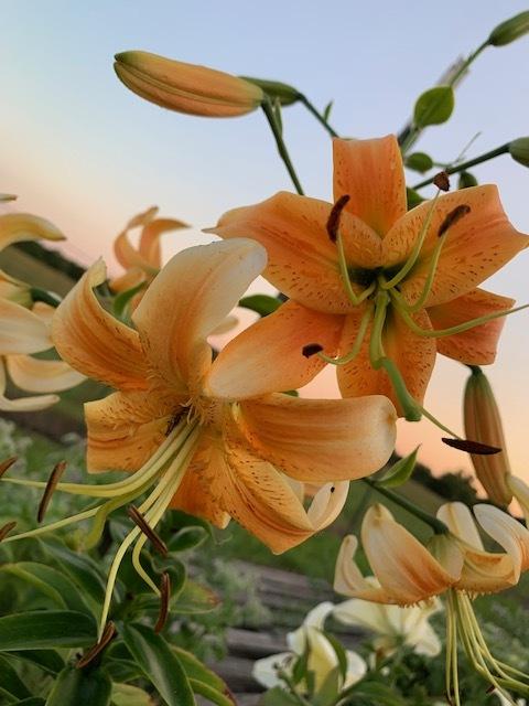 Photo of Lily (Lilium 'Lady Alice') uploaded by jkporter