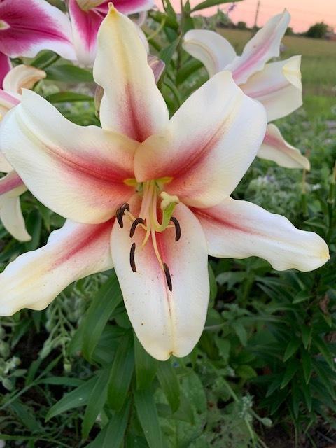 Photo of Lily (Lilium 'Lavon') uploaded by jkporter