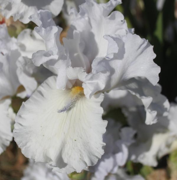 Photo of Tall Bearded Iris (Iris 'Alabaster Unicorn') uploaded by Calif_Sue