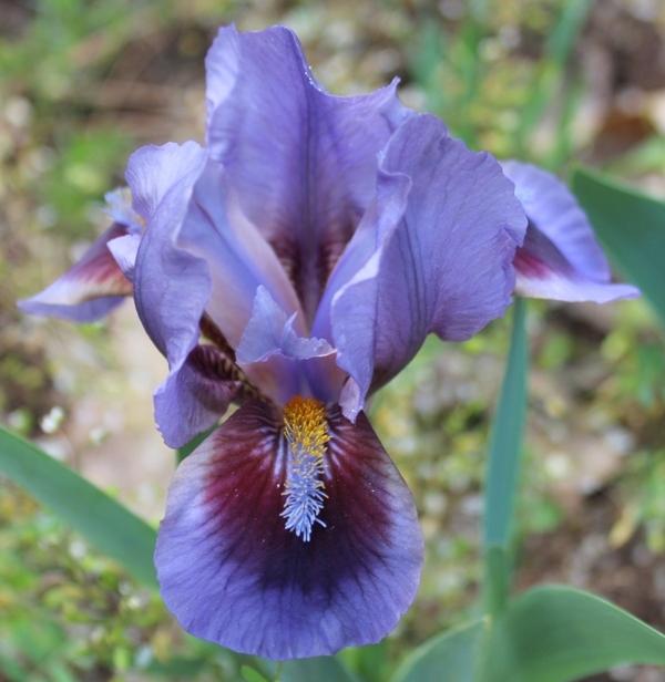 Photo of Intermediate Bearded Iris (Iris 'Allah') uploaded by Calif_Sue