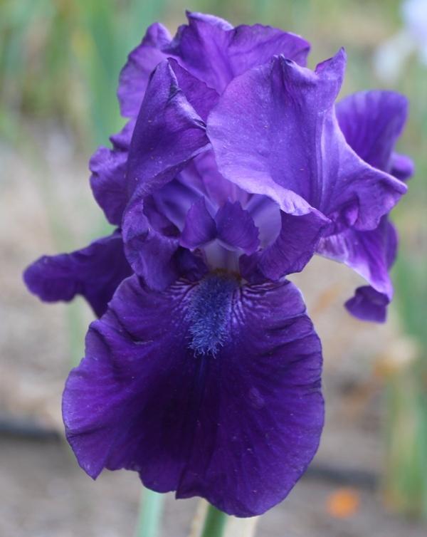 Photo of Tall Bearded Iris (Iris 'After Dark') uploaded by Calif_Sue