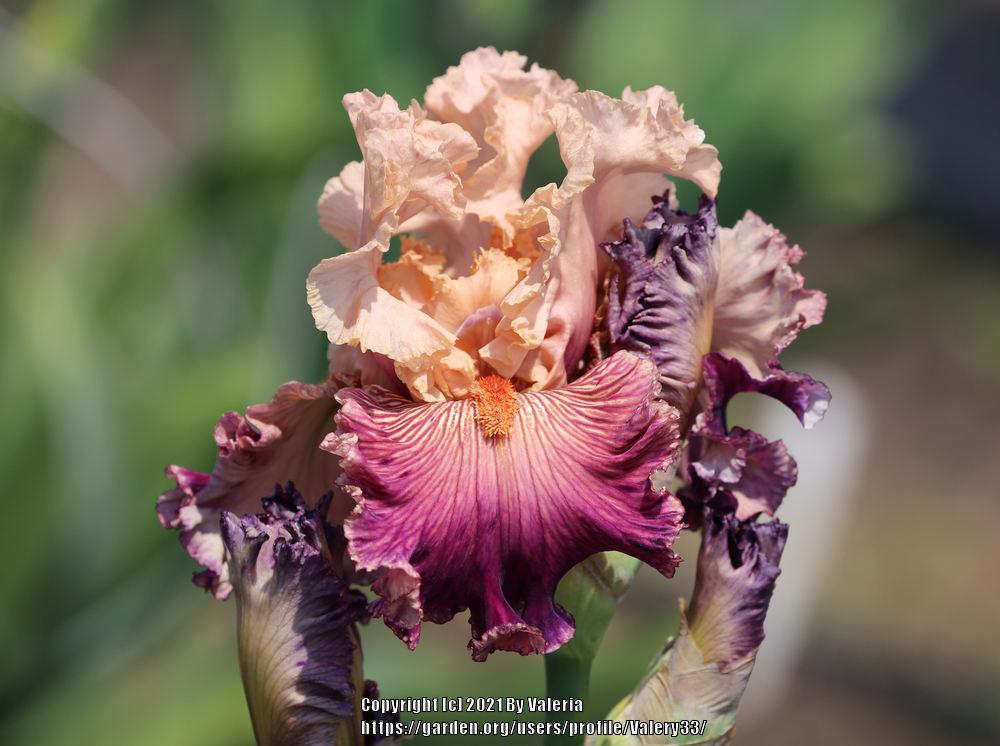 Photo of Tall Bearded Iris (Iris 'Full of Magic') uploaded by Valery33