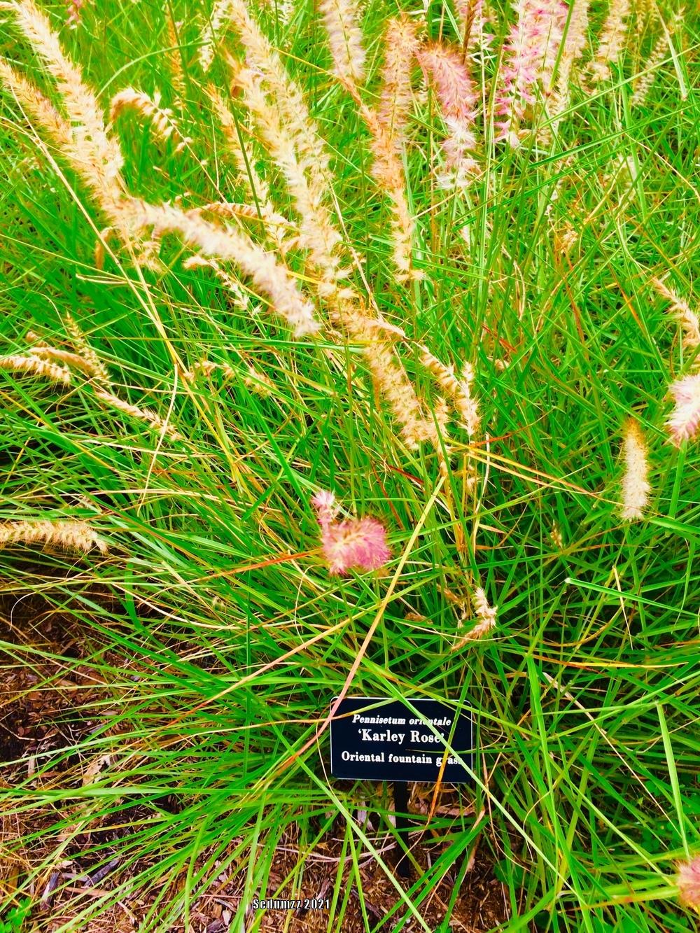 Photo of Oriental Fountain Grass (Cenchrus orientalis 'Karley Rose') uploaded by sedumzz