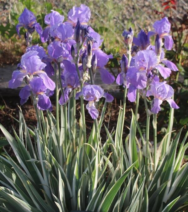Photo of Species Iris (Iris pallida 'Argentea') uploaded by Calif_Sue