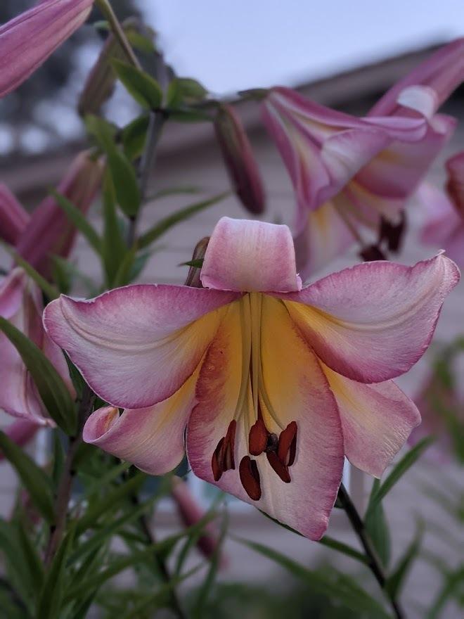 Photo of Lily (Lilium 'Eastern Moon') uploaded by Joy