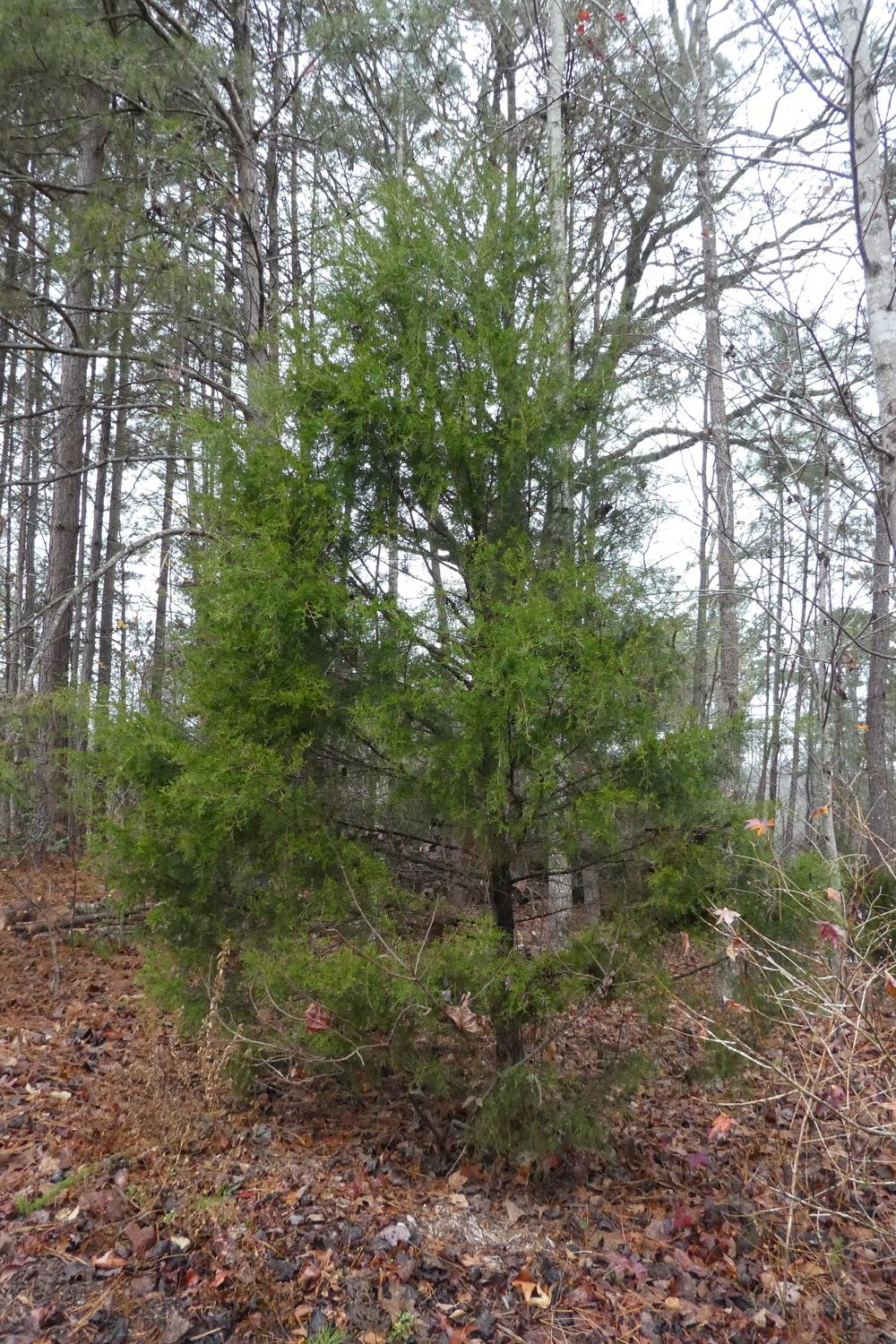 Photo of Eastern Red Cedar (Juniperus virginiana) uploaded by LoriMT