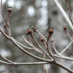 Location: my garden in Dawsonville, GA
Date: 2021-12-06
close-up of flower buds on bare branches in December (first buds 