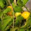Tomato (Solanum lycopersicum 'Flora Gold'), fruit ripening, indoo